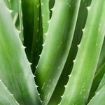 Aloe vera plante